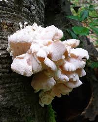 Attēlu rezultāti vaicājumam “Hericium cirrhatum”