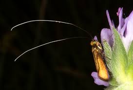 Attēlu rezultāti vaicājumam “Nemophora metallica”