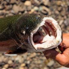 Image result for Salvelinus namaycush