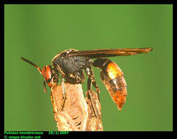 Attēlu rezultāti vaicājumam “Polistes”