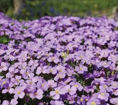 Image result for Aubrieta hybrida (cultorum)