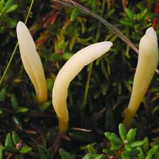 Attēlu rezultāti vaicājumam “Clavaria sphagnicola”