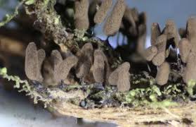 Attēlu rezultāti vaicājumam “Symphytocarpus flaccidus spores”