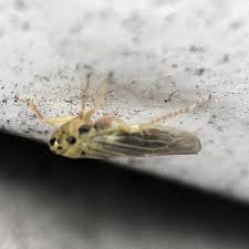 Attēlu rezultāti vaicājumam “Macrosteles nymph”