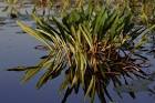 A close view of wetland - via Daymix