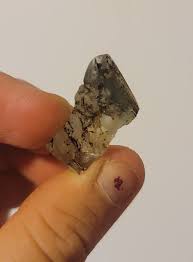 Attēlu rezultāti vaicājumam “Hemitrichia sordivesiculosa macro”