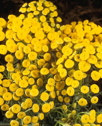 Attēlu rezultāti vaicājumam “Tanacetum vulgare flower”