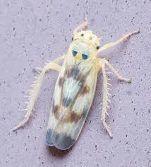 Attēlu rezultāti vaicājumam “Macrosteles sp. imago”