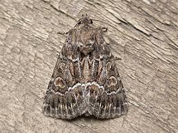 Attēlu rezultāti vaicājumam “Thalpophila matura”