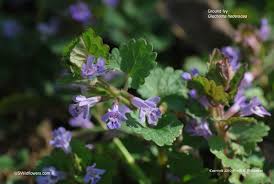 Attēlu rezultāti vaicājumam “Glechoma hederacea flower”