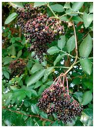Attēlu rezultāti vaicājumam “Sambucus nigra fruit”