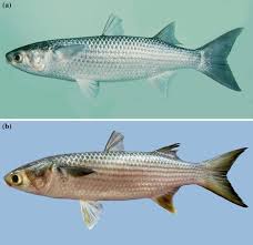 Image result for Mugil