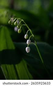 Attēlu rezultāti vaicājumam “Convallaria majalis bud”