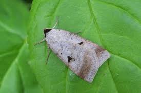 Attēlu rezultāti vaicājumam “Lygephila pastinum”