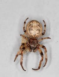 Attēlu rezultāti vaicājumam “Larinioides cornutus male”