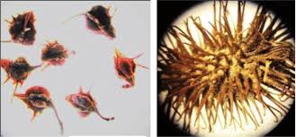 Attēlu rezultāti vaicājumam “Rumex acetosa fruit”