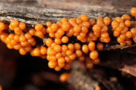 Attēlu rezultāti vaicājumam “myxomicetes”