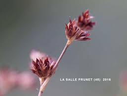 Attēlu rezultāti vaicājumam “Juncus alpinoarticulatus fruit”