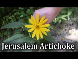 Attēlu rezultāti vaicājumam “Helianthus tuberosus flower”