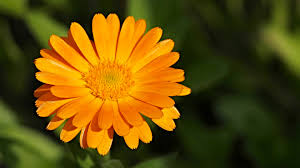 Attēlu rezultāti vaicājumam “Calendula officinalis”