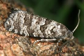 Attēlu rezultāti vaicājumam “Retinia resinella”