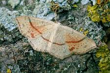 Attēlu rezultāti vaicājumam “Cyclophora punctaria”