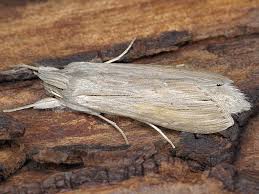 Attēlu rezultāti vaicājumam “Cucullia umbratica”