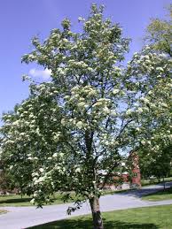 Attēlu rezultāti vaicājumam “Sorbus hybrida”