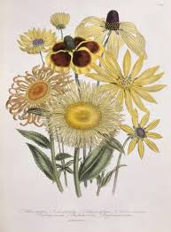 Attēlu rezultāti vaicājumam “Telekia speciosa flower”