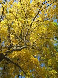 Attēlu rezultāti vaicājumam “Carya cordiformis”