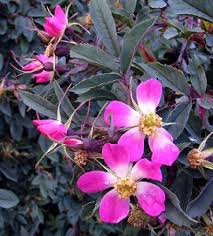 Attēlu rezultāti vaicājumam “Rosa glauca leaf”