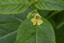 Attēlu rezultāti vaicājumam “Impatiens parviflora flower”