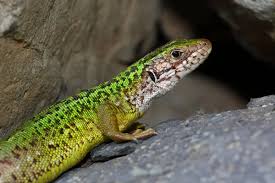 Attēlu rezultāti vaicājumam “Lacerta vivipara female”