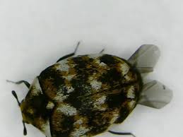 Attēlu rezultāti vaicājumam “Anthrenus sp.”