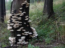 Attēlu rezultāti vaicājumam “Climacocystis borealis”