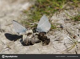 Attēlu rezultāti vaicājumam “Cupido minimus underside”