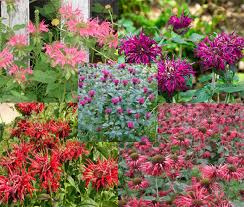 Image result for Monarda didyma