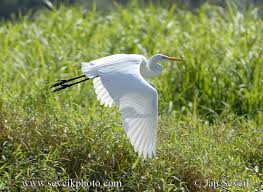 Attēlu rezultāti vaicājumam “Egretta alba”