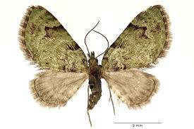 Attēlu rezultāti vaicājumam “Chloroclystis v-ata”