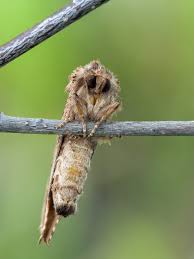 Attēlu rezultāti vaicājumam “Ptilodon capucina imago”