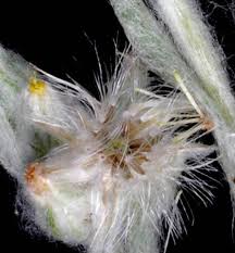 Attēlu rezultāti vaicājumam “Filago arvensis”