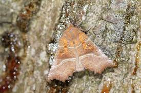Attēlu rezultāti vaicājumam “Scoliopteryx libatrix”