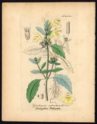 Image result for Galeopsis segetum