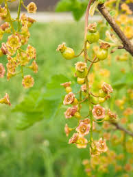 Attēlu rezultāti vaicājumam “Ribes rubrum flower”
