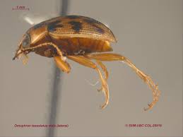 Attēlu rezultāti vaicājumam “Omophron limbatum”