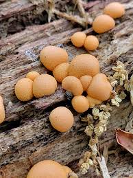 Attēlu rezultāti vaicājumam “Lycogala cf. oleocrystalliferum sessile”