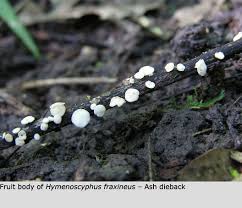 Attēlu rezultāti vaicājumam “Hymenoscyphus fraxineus”