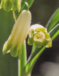 Attēlu rezultāti vaicājumam “Polygonatum verticillatum bud”