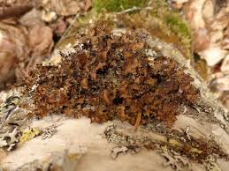 Attēlu rezultāti vaicājumam “Tuckermannopsis chlorophylla”