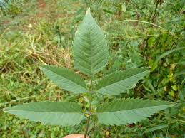 Attēlu rezultāti vaicājumam “Bidens frondosa leaf”